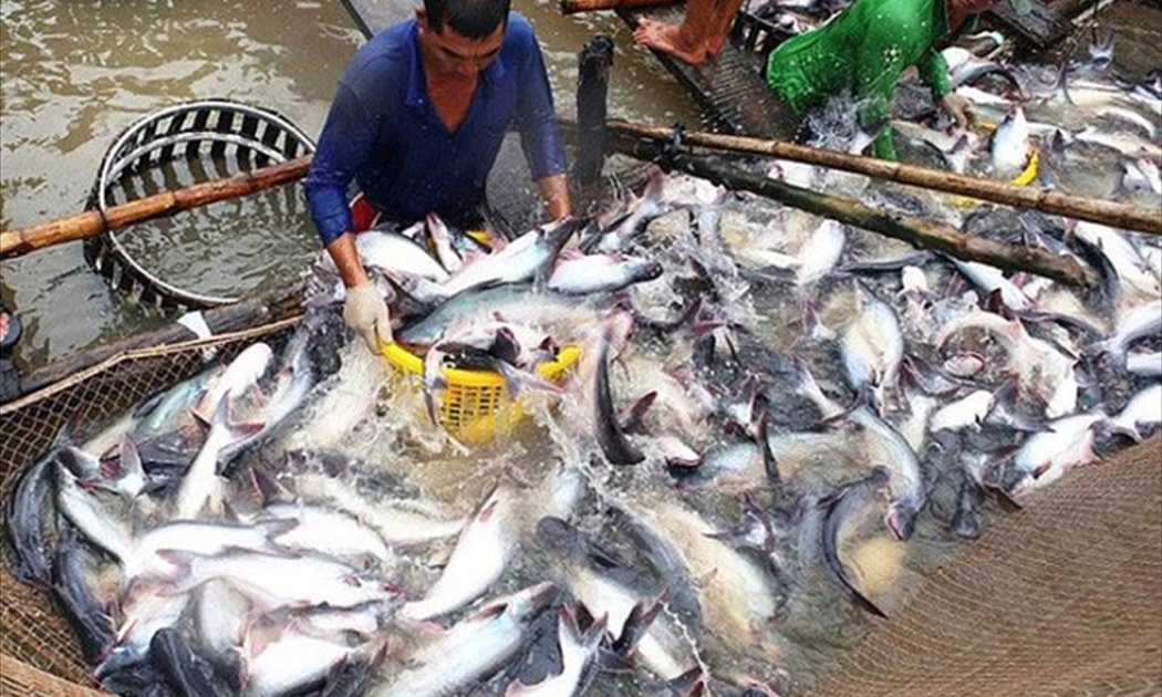 Nuôi cá tra đang gặp nhiều khó khăn.