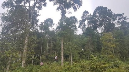 5mln tons of CO2 to be transfered to LEAF