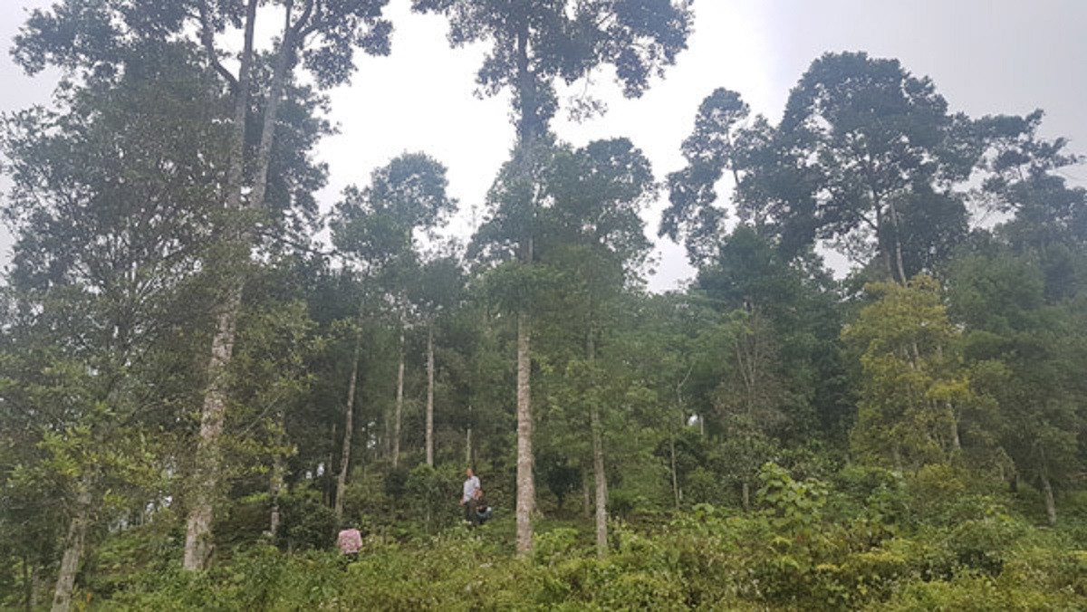 Tăng độ che phủ rừng, giảm phát thải khí nhà kính.