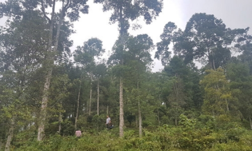 Việt Nam chuyển nhượng hơn 5 triệu tấn CO2 để nhận về gần 52 triệu USD cho bảo vệ rừng