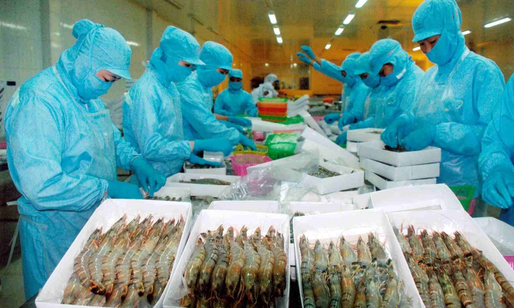 Xuất khẩu tôm nỗ lực vượt khó khăn.