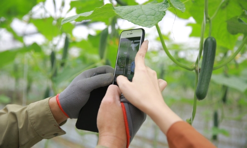 Nông sản Việt vững vàng vượt “bão dịch”