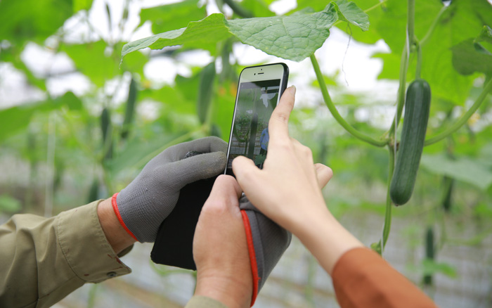 Đưa nông sản lên sàn thương mại điện tử đang được xác định là hướng đi chiến lược của nông nghiệp Việt Nam 