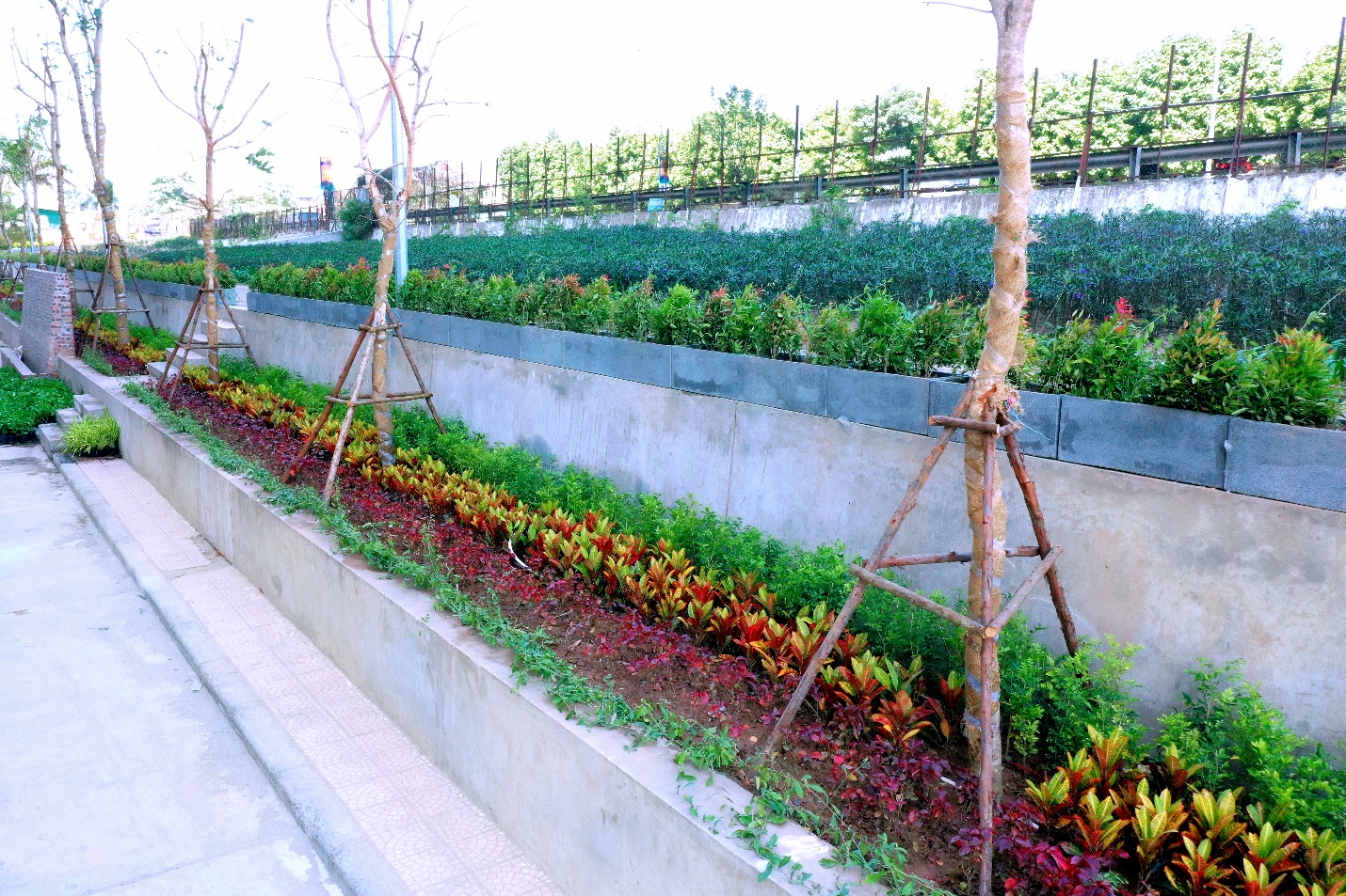 Hệ thống cây xanh cảnh quan đang được phủ xanh dần tại Tây Hồ Riverview.