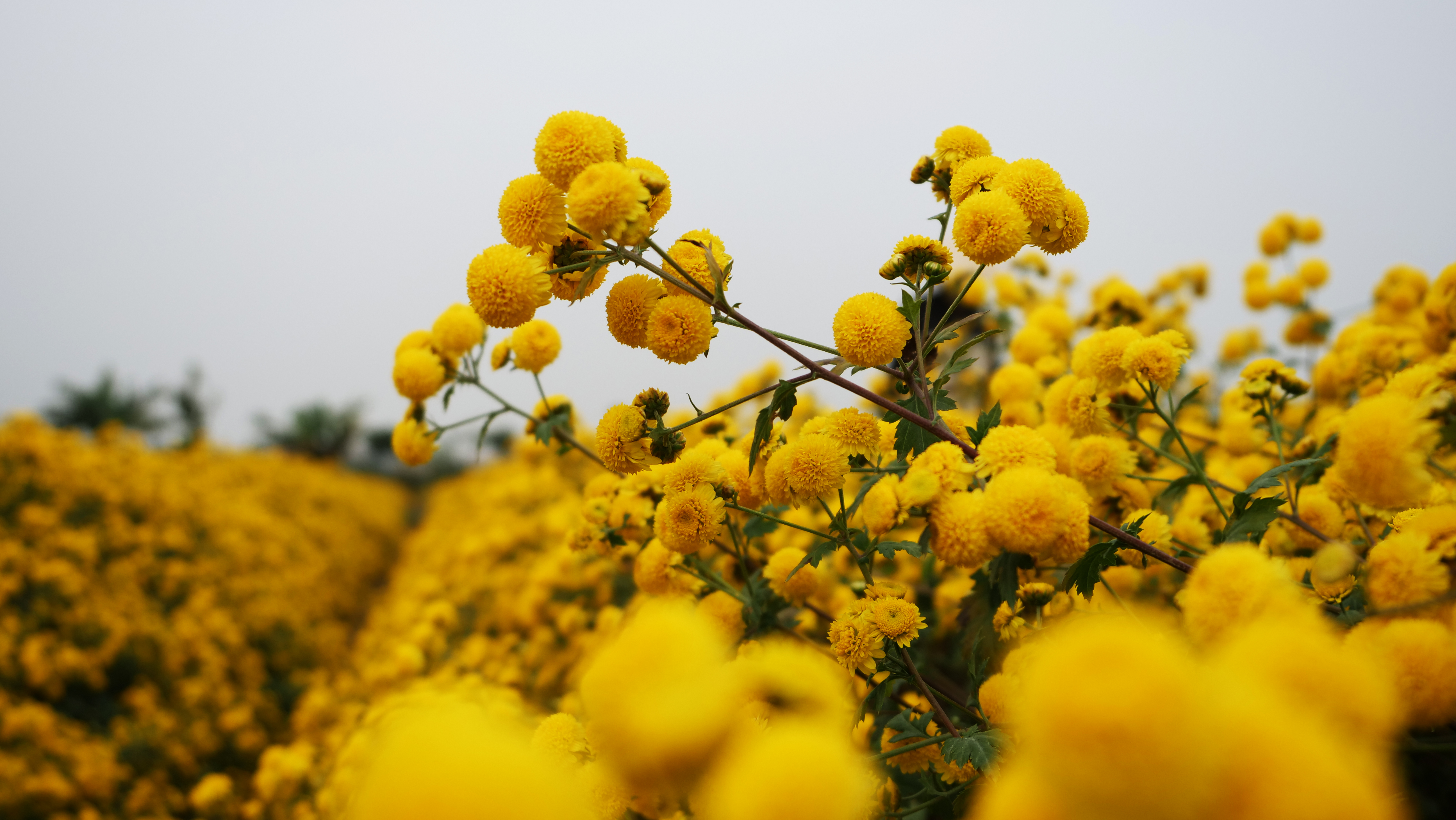 Người l&agrave;ng Nghĩa Trai cho hay, nếu b&aacute;n tươi, c&uacute;c chi c&oacute; gi&aacute; khoảng 50.000 đồng/kg nhưng mang đi sấy kh&ocirc; th&igrave; b&aacute;n được gi&aacute; hơn 500.000 đồng/kg. V&igrave; vậy kh&ocirc;ng &iacute;t gia đ&igrave;nh đ&atilde; thu mua th&ecirc;m m&aacute;y m&oacute;c để sấy kh&ocirc;. C&uacute;c kh&ocirc; được cung cấp cho người d&acirc;n l&agrave;m tr&agrave; hay b&aacute;n cho c&aacute;c c&ocirc;ng ty dược.


V&agrave;o vụ thu hoạch c&uacute;c, lũ trẻ trong l&agrave;ng rất th&iacute;ch v&igrave; vừa được ra đồng chạy nhảy, ngắm hoa, vừa được chơi những tr&ograve; chơi tưởng đ&atilde; 