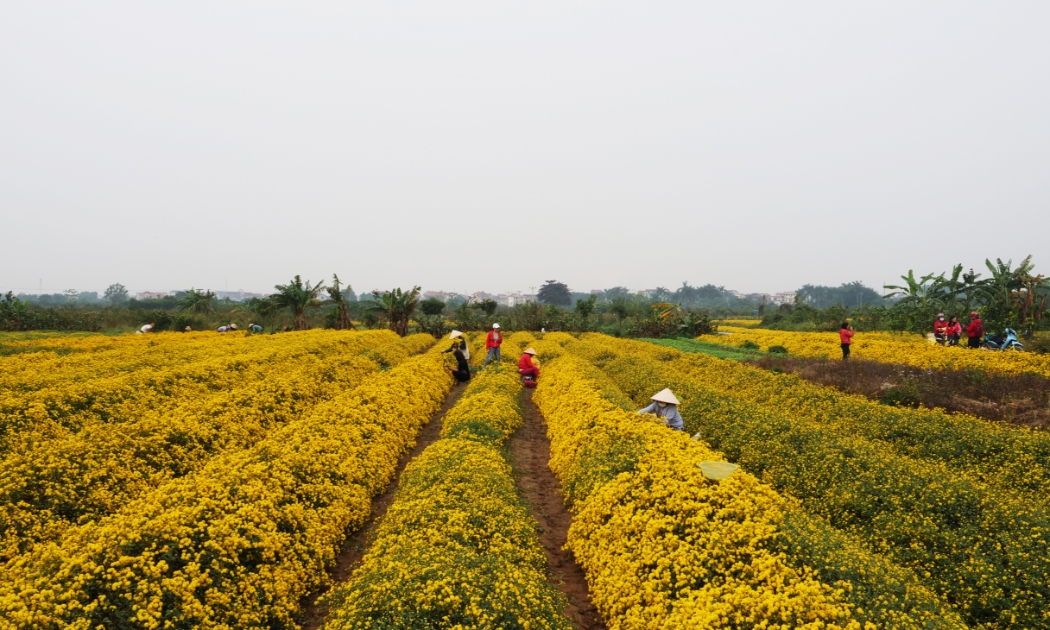 Tháng 12, cánh đồng cúc chi làng Nghĩa Trai, Hưng Yên trổ sắc vàng rực, thu hút nhiều du khách