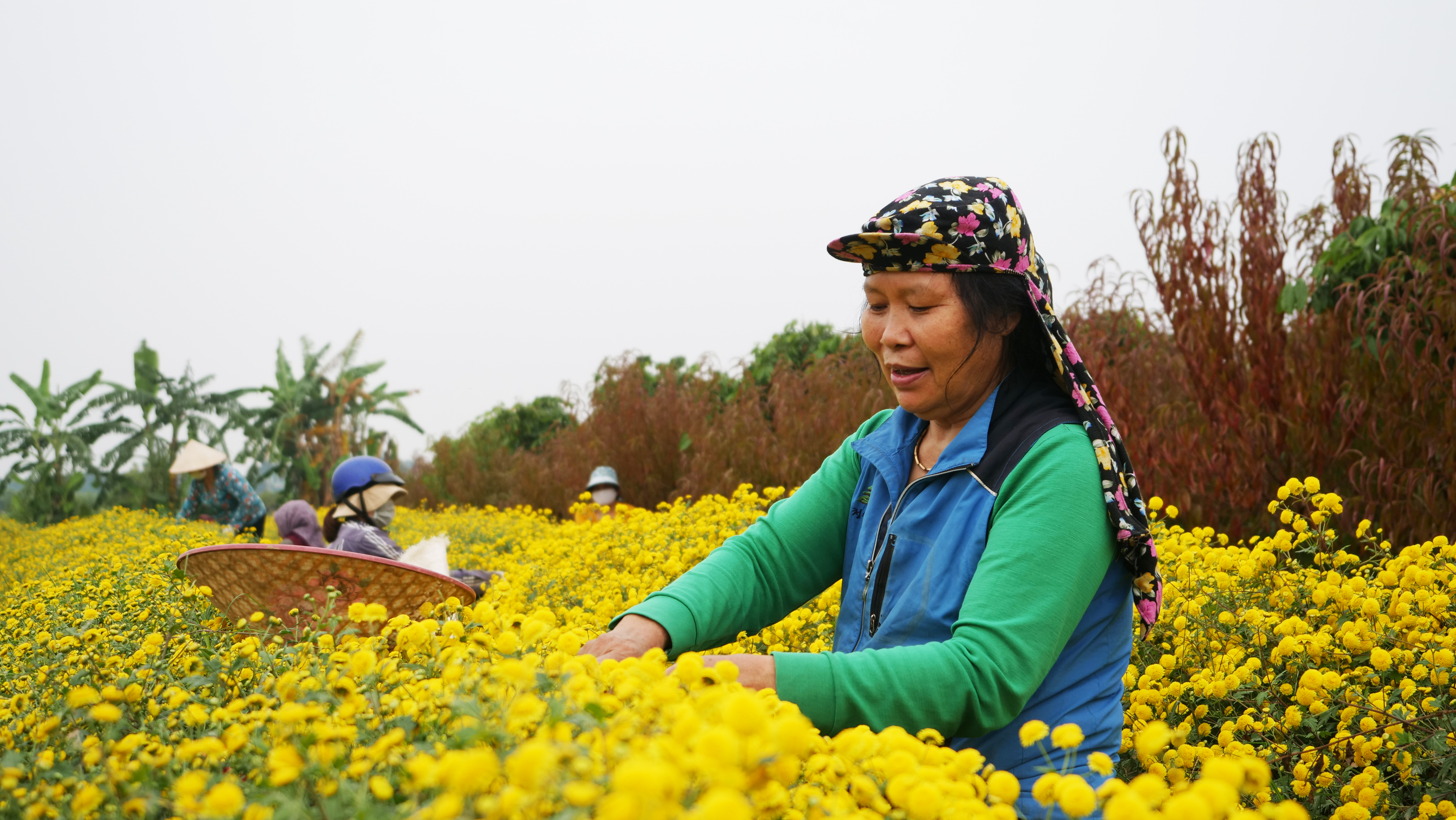 Bà Đỗ Thị Bắc có 3 sào cúc chi. Ước tính vụ năm nay thu hoạch năm nay được khoảng hơn 1 tấn cúc tươi. Với giá bán là 35 nghìn/1kg. Dự kiến bà Bắc sẽ thu được hơn 40 triệu vụ.