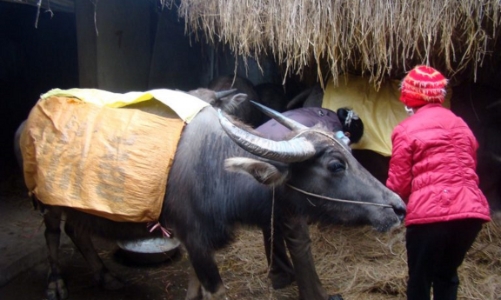 Chủ động phòng chống đói rét cho vật nuôi ở miền núi phía Bắc