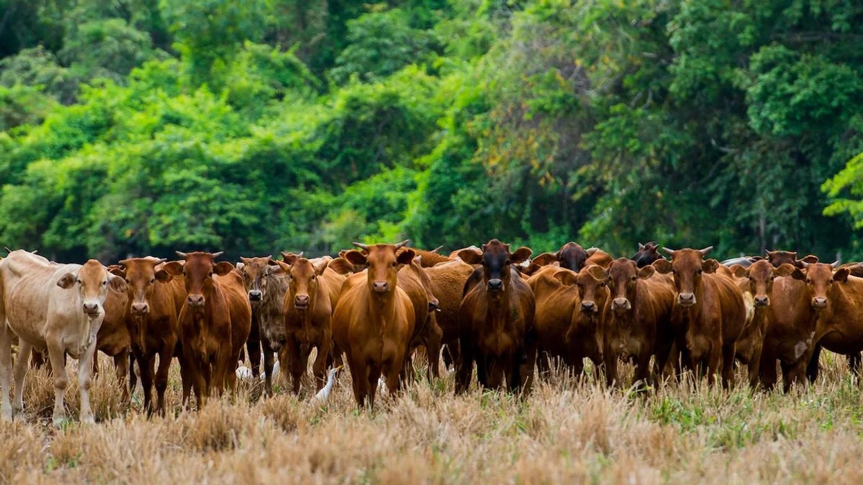 Brazil l&agrave; nước c&oacute; đ&agrave;n gia s&uacute;c lớn nhất thế giới, l&ecirc;n tới 215 triệu con.