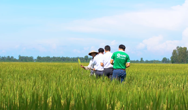 Gạo A An ngày càng mở rộng quy mô liên kết bao tiêu, đồng hành cùng nông dân trong chuỗi sản xuất lúa gạo.