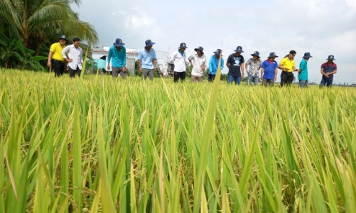 Sử dụng NPK Cà Mau, nông dân hứng khởi với chương trình “ghép chữ - nhận quà”