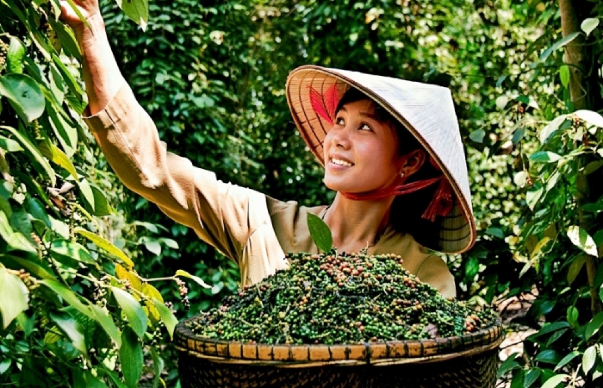 Hồ tiêu được giá.