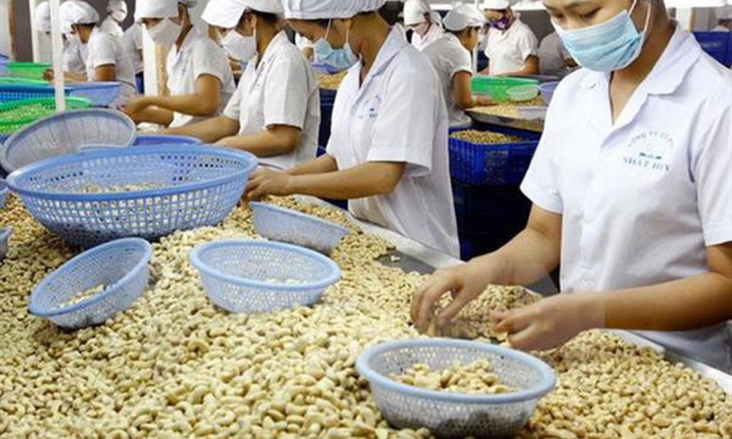 Ngành điều nhập siêu lên đến 600 triệu USD.