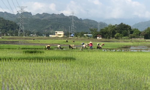 Sơn La dự kiến giảm 13.000 ha đất nông nghiệp trong kế hoạch sử dụng đất 5 năm tới