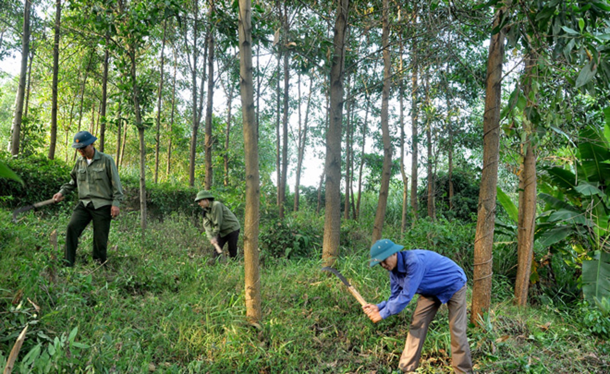 Ổn định tỷ lệ che phủ rừng ở 42%.