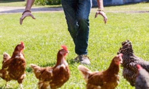 Ủy ban Chứng khoán cảnh báo về các nhóm chat, phím hàng 