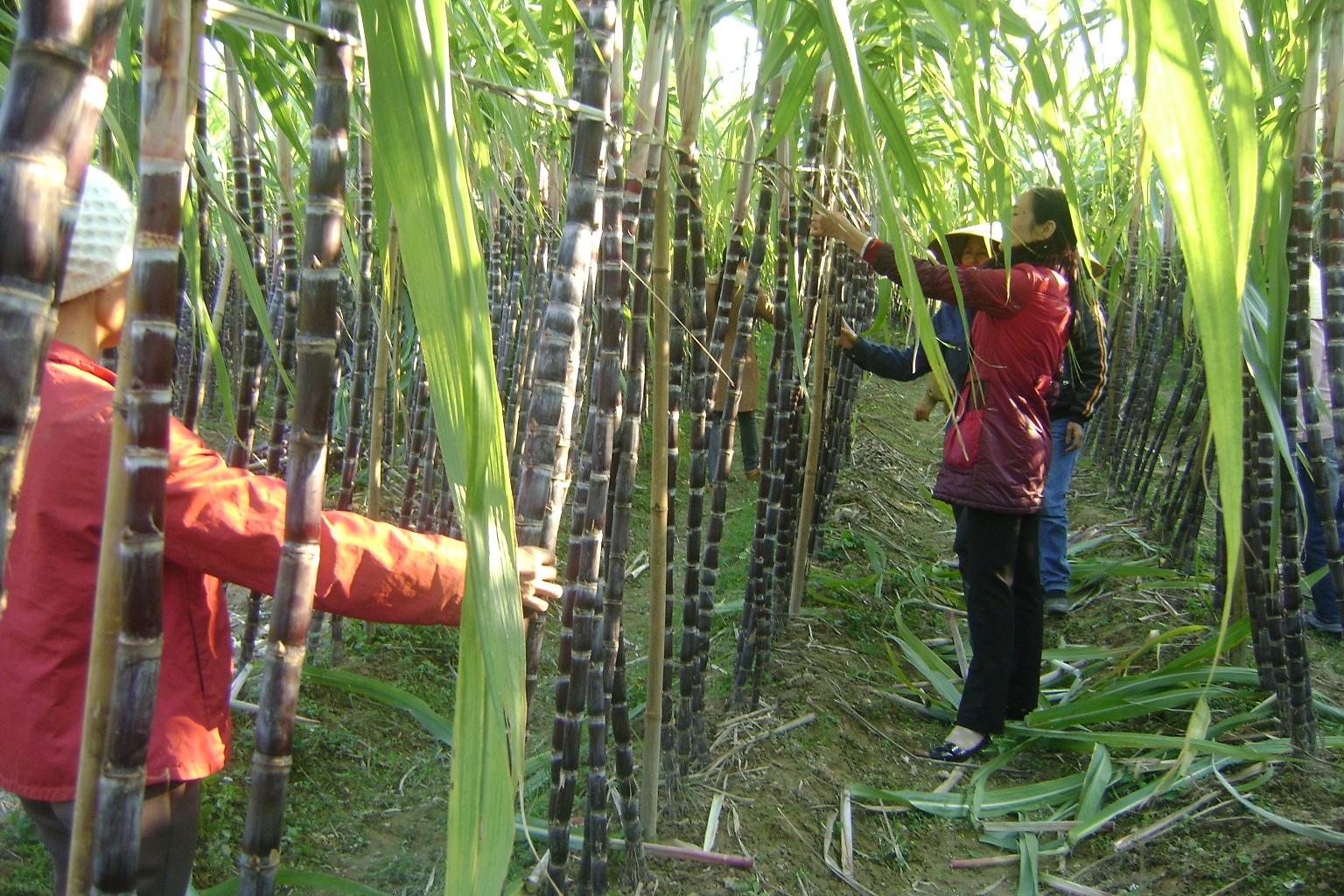 Năm 2020, nhập khẩu đường từ Thái Lan đạt gần 1,5 triệu tấn, tăng 330 % so với năm 2019.