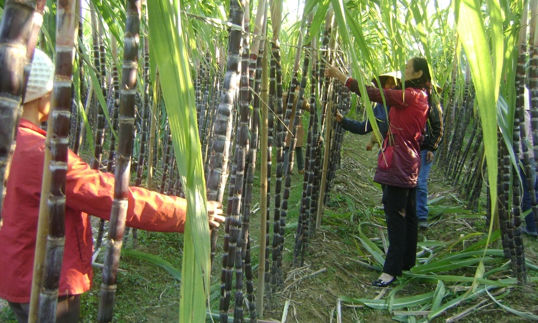 Năm 2020, nhập khẩu đường từ Thái Lan đạt gần 1,5 triệu tấn, tăng 330 % so với năm 2019.