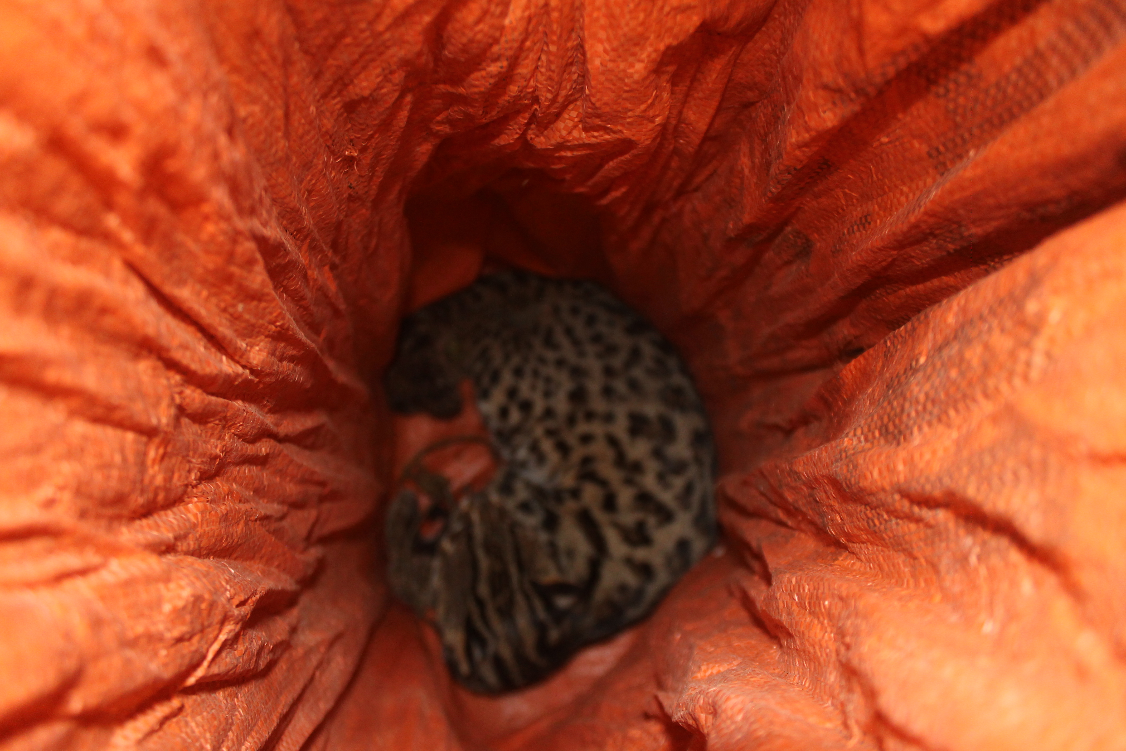 C&aacute; thể m&egrave;o rừng sống được c&aacute;n bộ Kiểm l&acirc;m ph&aacute;t hiện tại cửa h&agrave;ng b&agrave; Phạm Thị Thẩm.&nbsp;