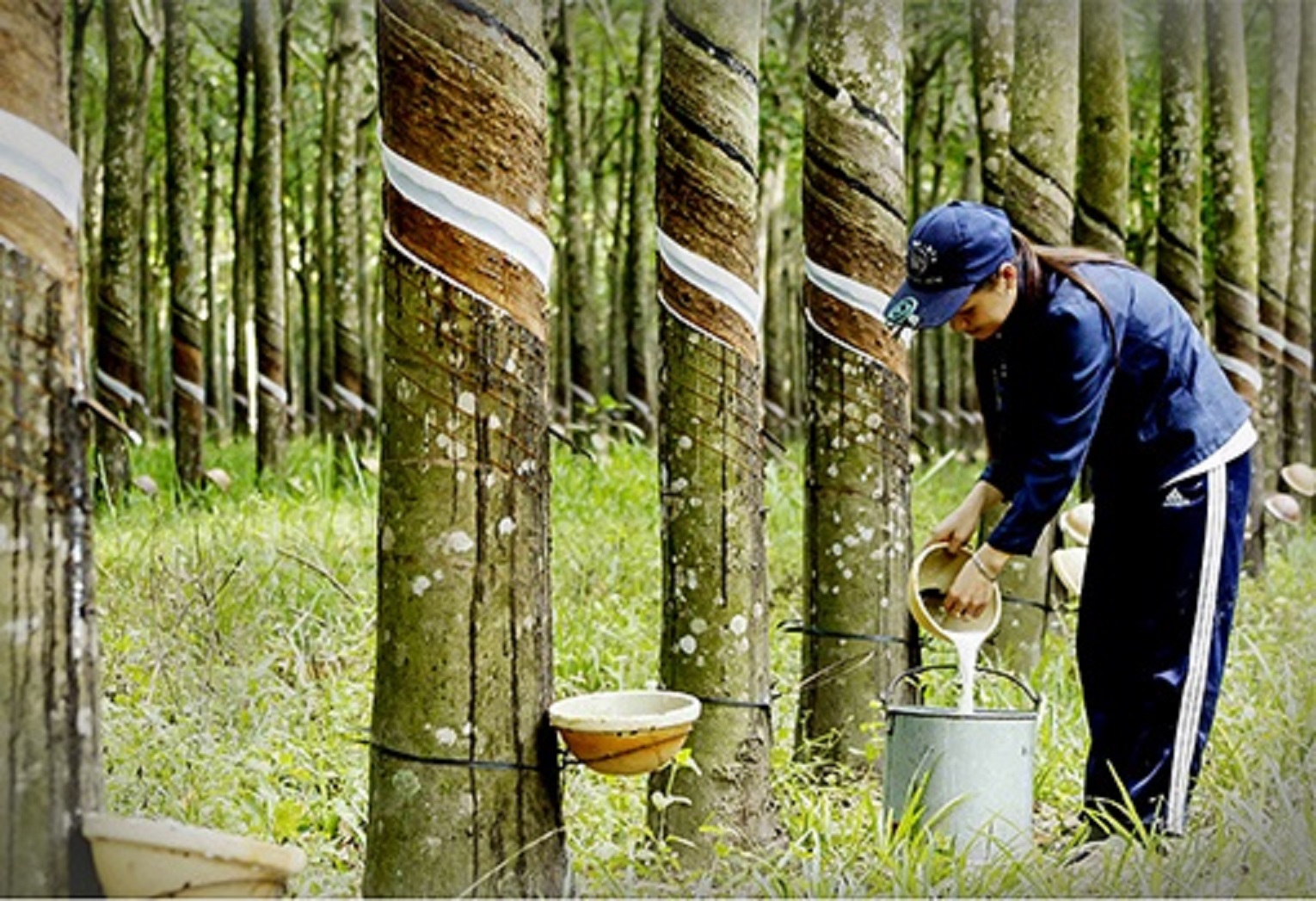 Cao su đang trở lại thời hoàng kim.