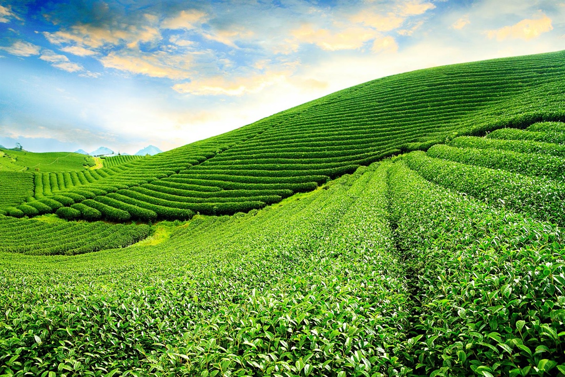 Du lịch, nghỉ dưỡng sinh thái góp phần đưa Mộc Châu thành điểm vàng du lịch