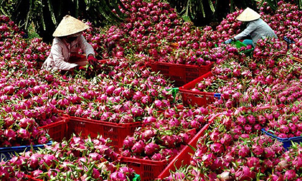 Bình Thuận có 33.500 ha trồng thanh long với sản lượng gần 695.000 tấn/năm.