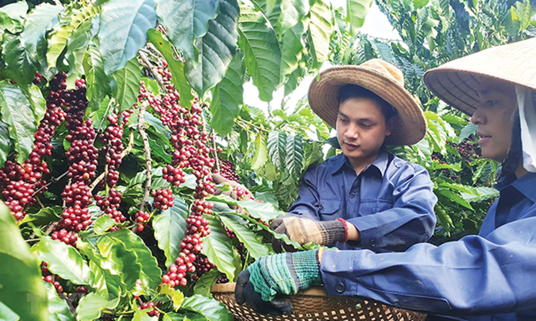 Cà phê là một trong những mặt hàng có lợi thế ở thị trường châu Âu.