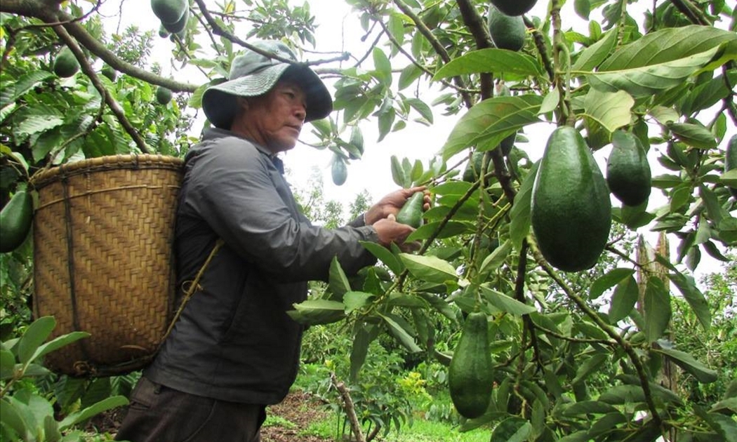 Bơ Tây Nguyên nổi tiếng vì hương vị đặc sắc