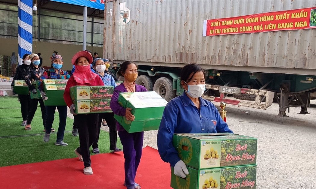 Nông dân Phú Thọ chuyển những thùng bưởi Đoan Hùng chất lượng lên container để xuất khẩu.