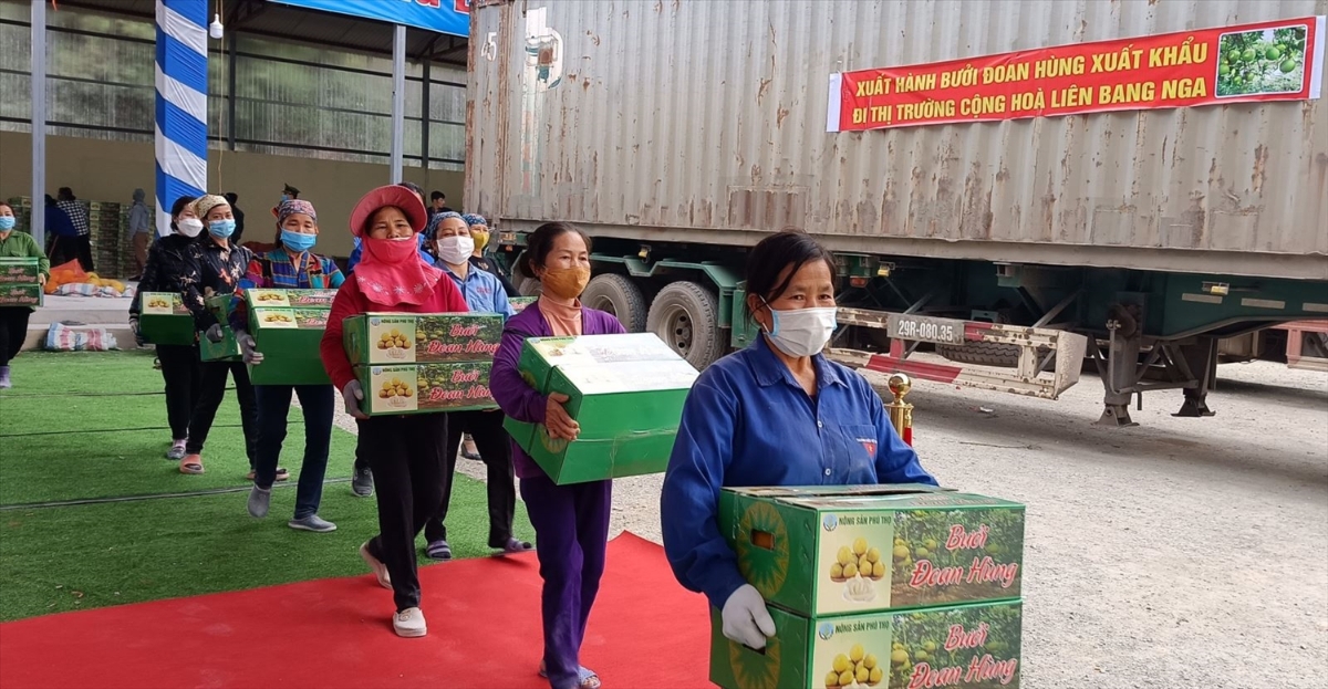 Nông dân Phú Thọ chuyển những thùng bưởi Đoan Hùng chất lượng lên container để xuất khẩu.  