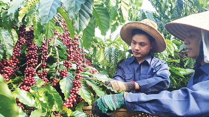 Agriculture, forestry and fisheries exports to EU rising under FTA