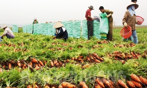 Hải Dương xuất khẩu đơn hàng khủng đầu năm, 250 tấn cà rốt đầu tiên cập bến Hàn Quốc