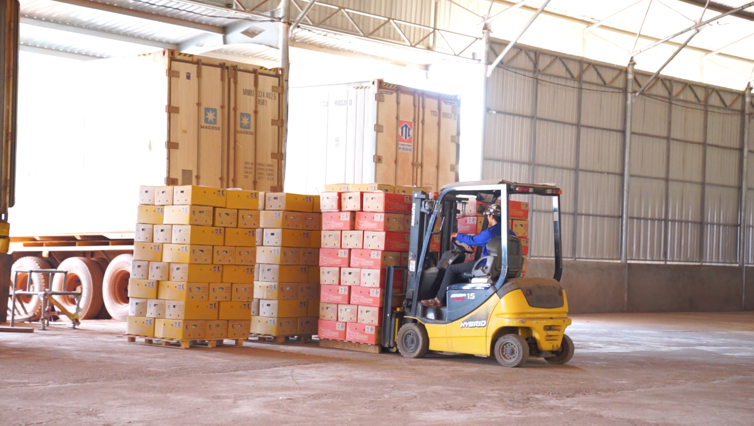 Đóng trái cây tại kho sản xuất của đối tác trước khi vận chuyển về cảng Chu Lai xuất khẩu.