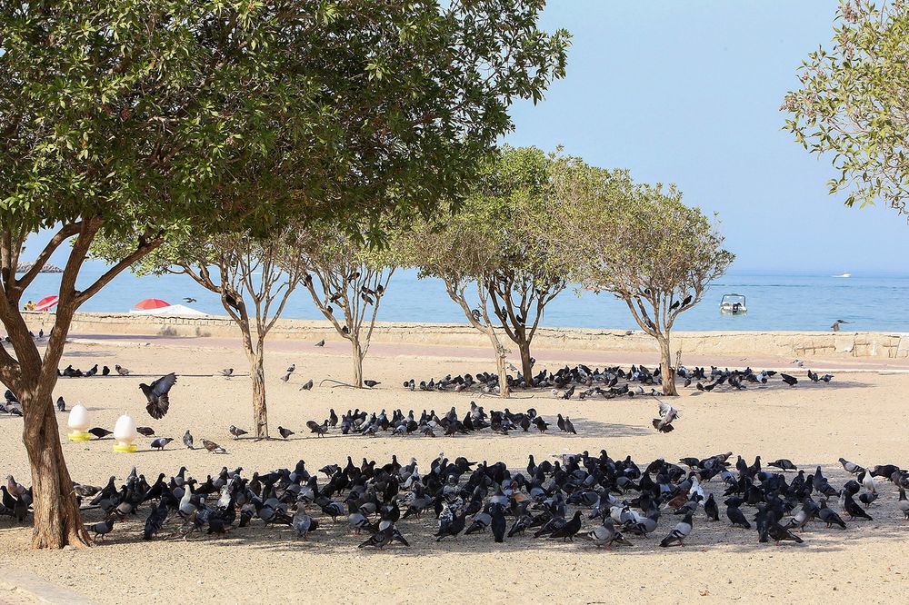 Chim bồ câu trú nắng dưới bóng cây bên bờ biển ở thành phố Kuwait ngày 2/7/2021 - Ảnh: AFP