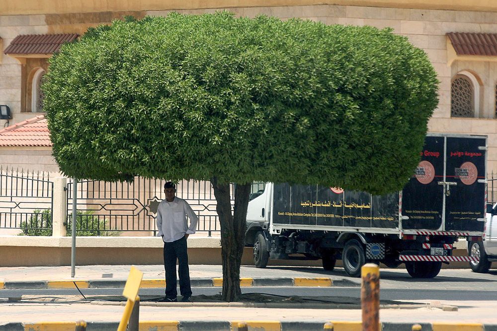 Một công nhân trú nắng dưới tán cây ở thành phố Kuwait, Kuwait - Ảnh: AFP