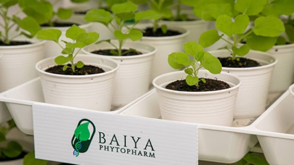 Startup Thái Lan phát triển vaccine Covid-19 từ cây thuốc lá