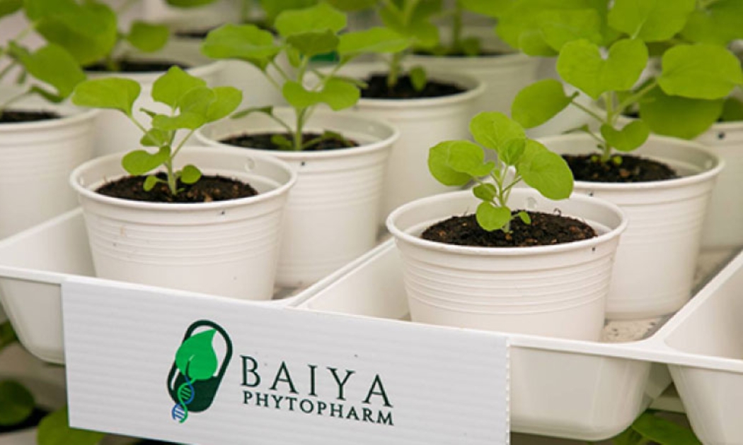 Một cơ sở nghiên cứu của Baiya - Ảnh: Baiya