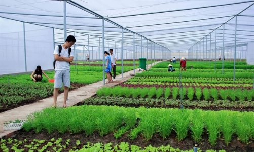 Diện tích cây trồng được chứng nhận VietGAP tăng nhanh trong 2 năm đại dịch