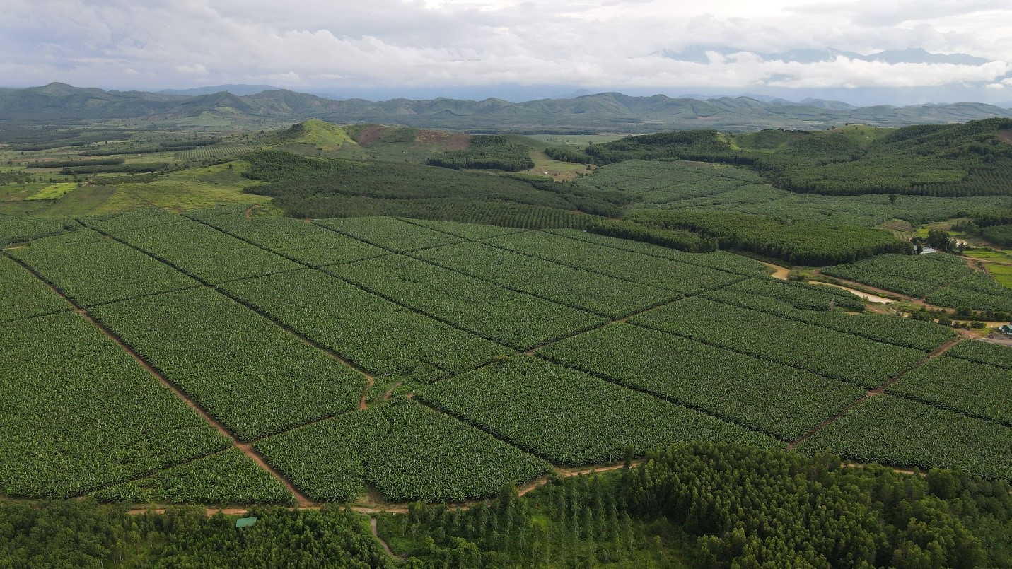 Trang trại chuối KD Green Farm quy mô hơn 100ha của tập đoàn KDI Holdings.