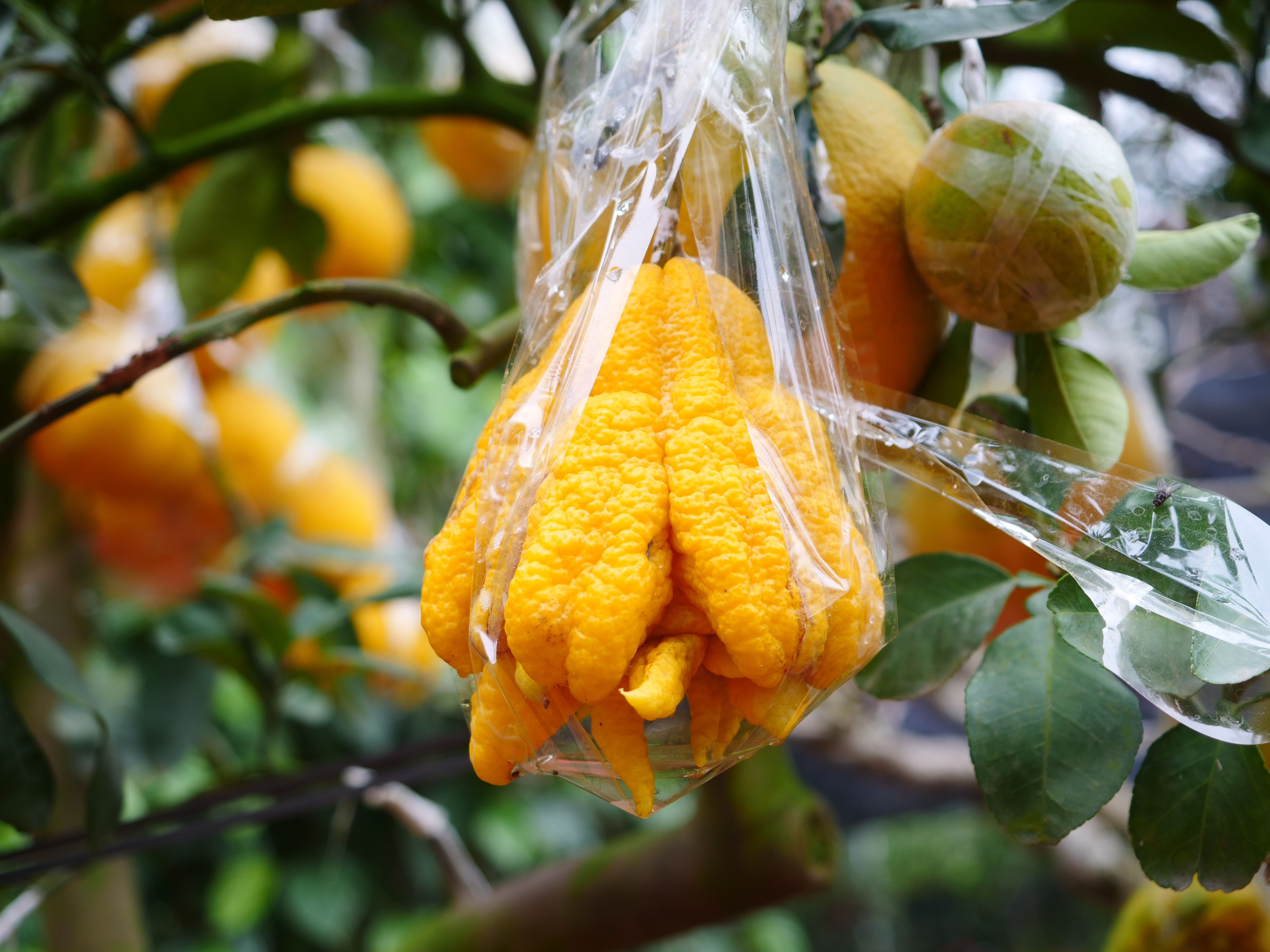 Những loại c&acirc;y ngũ quả, c&oacute; gi&aacute; b&aacute;n tiền triệu kh&ocirc;ng chỉ khiến nghệ nh&acirc;n n&agrave;y c&oacute; th&ecirc;m thu nhập m&agrave; c&ograve;n th&ecirc;m cả tự h&agrave;o v&igrave; gi&uacute;p kh&aacute;ch h&agrave;ng vui vẻ, phấn khởi hơn khi Tết đến, xu&acirc;n về...