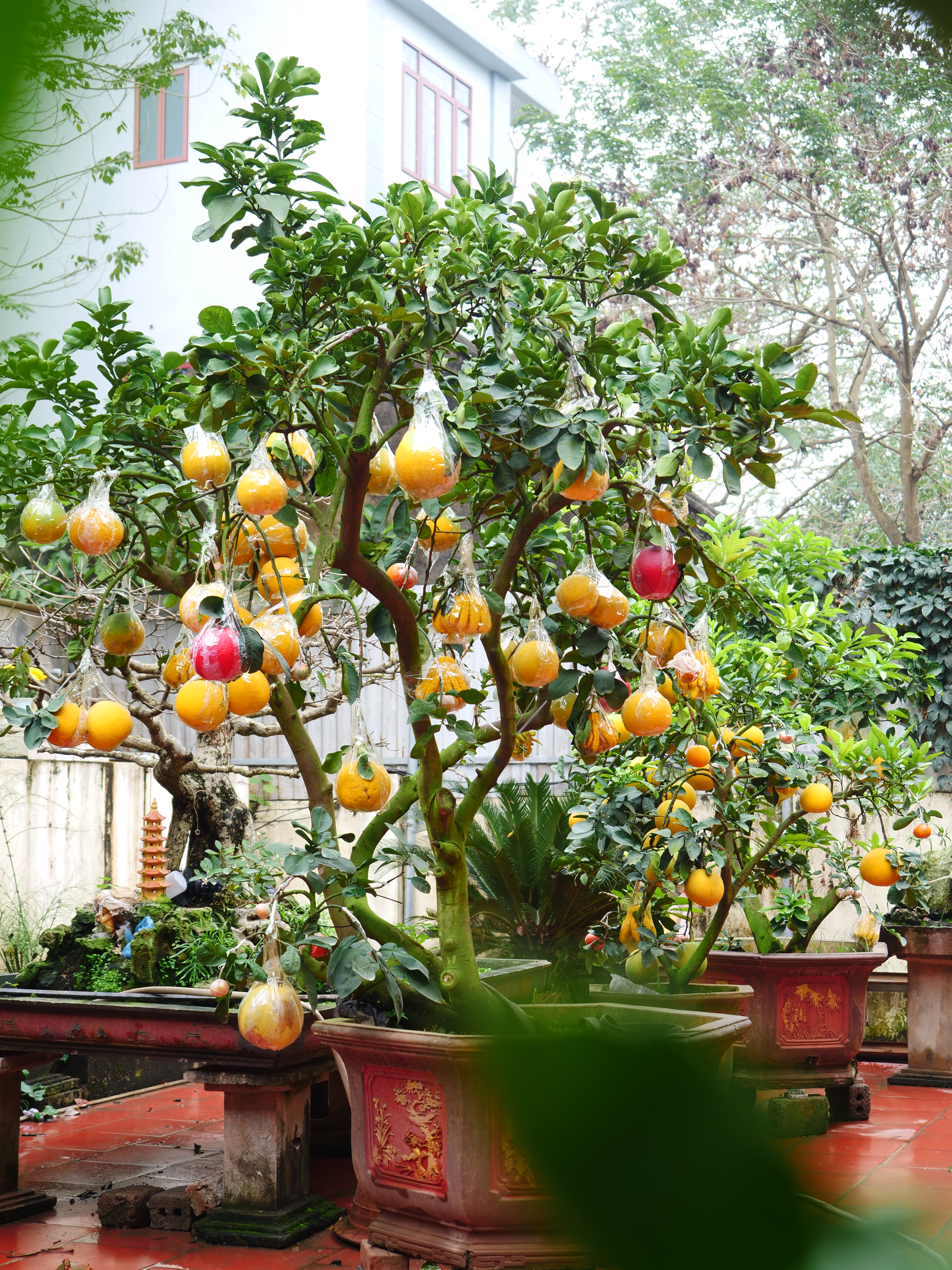 Cây ngũ quả đã được khách đặt trước với giá 10 triệu đồng đang chờ chủ nhân mang về chơi Tết.