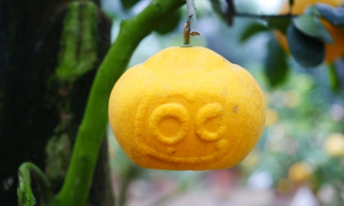 Cho tài lộc đơm hoa kết trái, đĩnh vàng nén bạc 