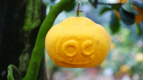 Cho tài lộc đơm hoa kết trái, đĩnh vàng nén bạc 