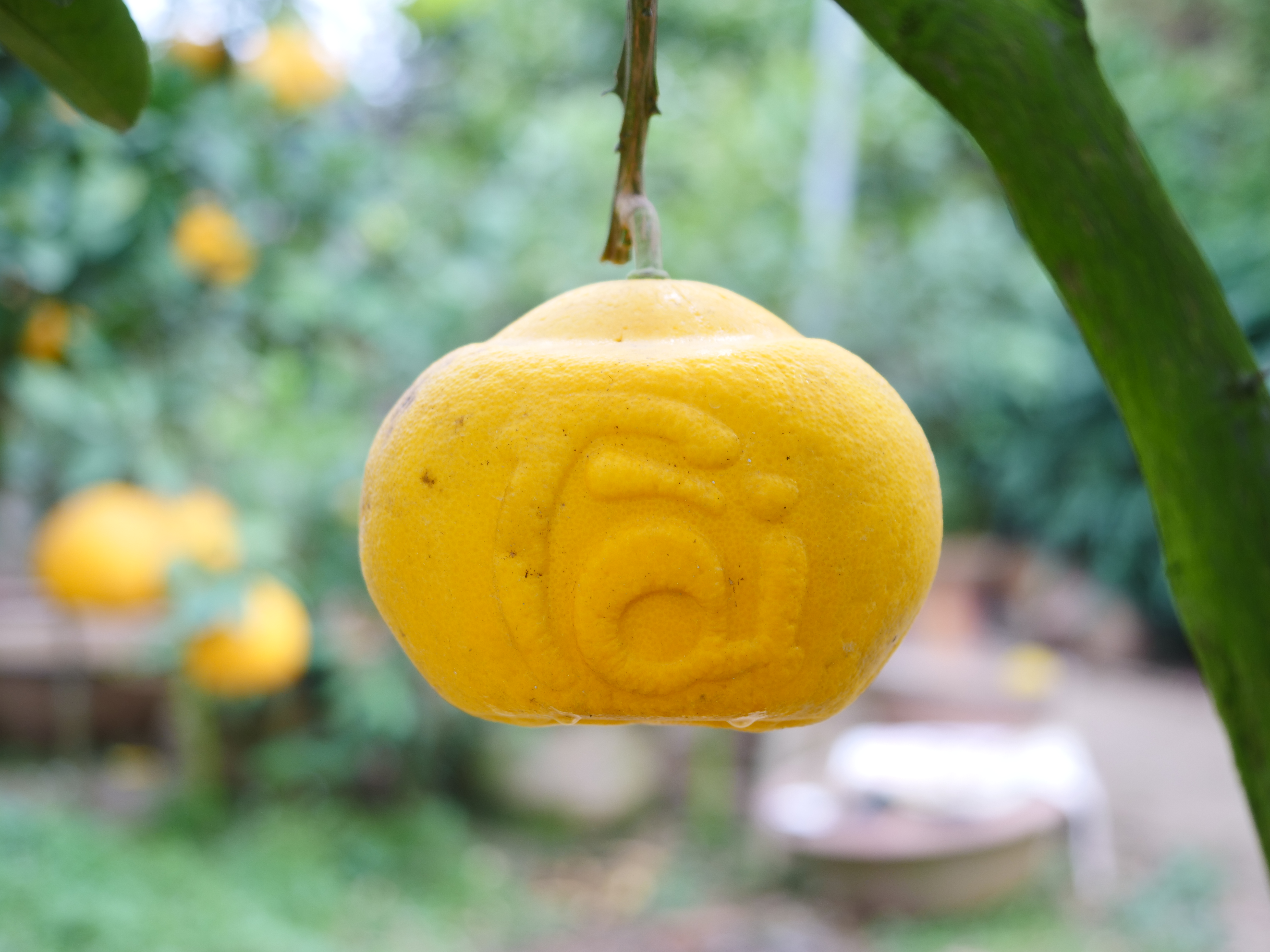 V&agrave; mặt sau l&agrave; chữ t&agrave;i...