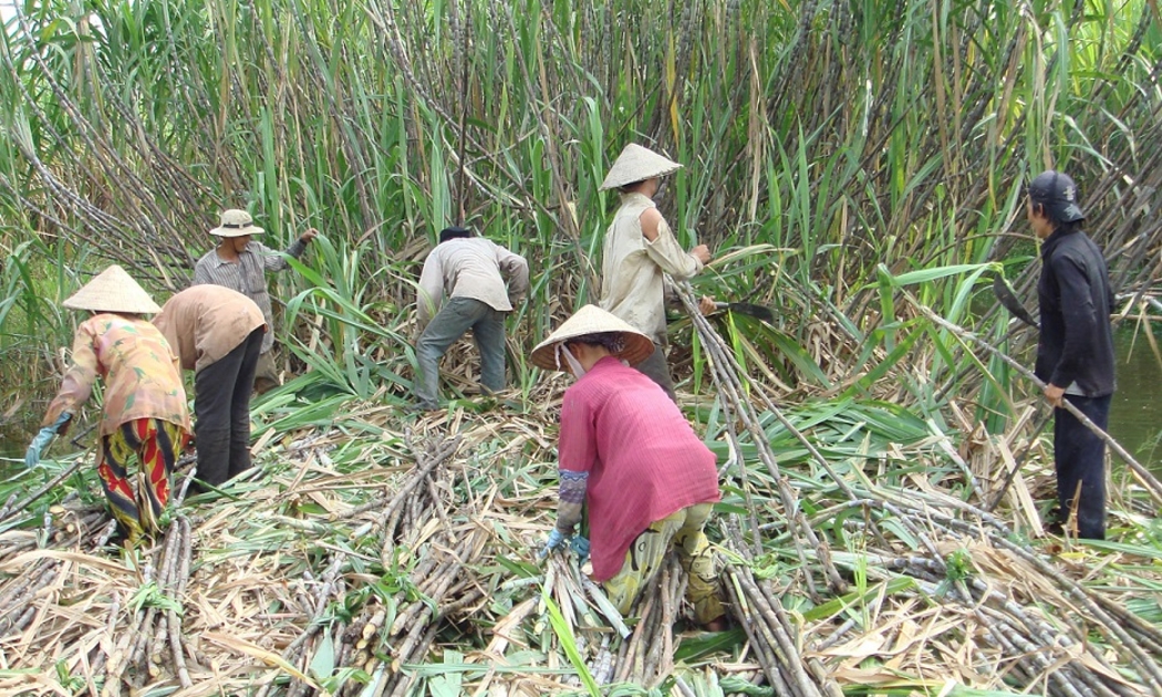 Người trồng mía thiệt thòi vì thiếu thông tin từ các nhà máy sản xuất đường.