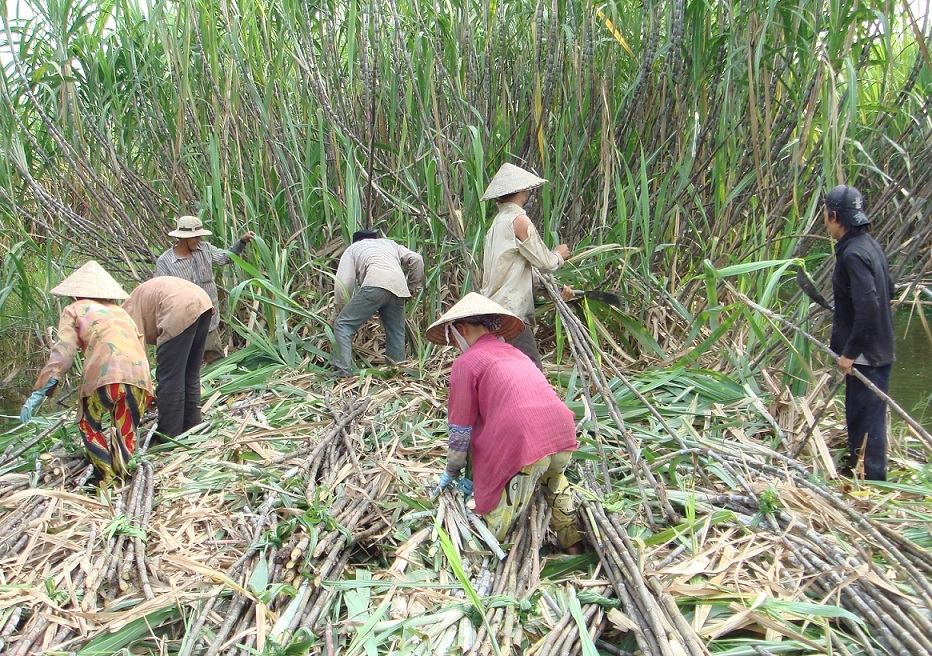 Người trồng mía thiệt thòi vì thiếu thông tin từ các nhà máy sản xuất đường.