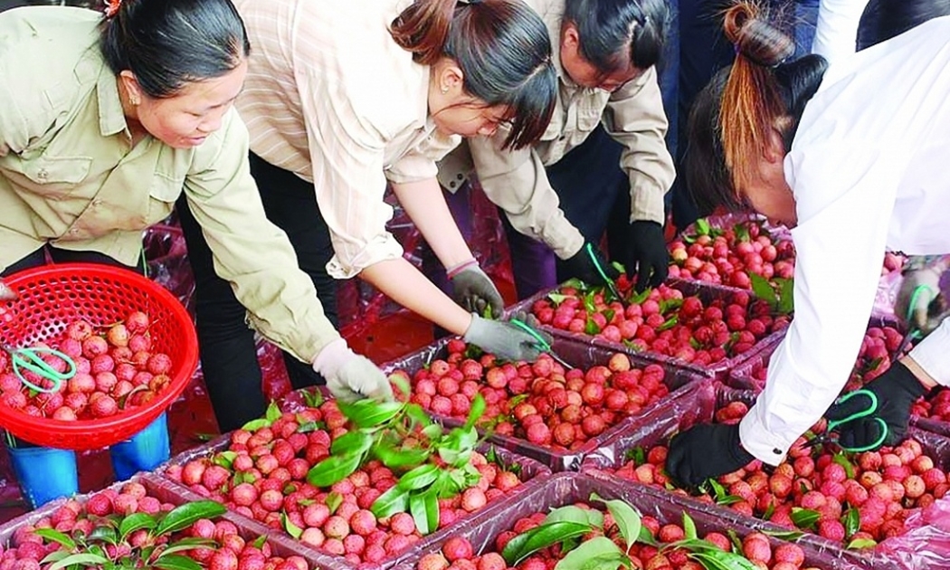 Rau quả Việt Nam là mặt hàng tiêu thụ nhiều tại Trung Quốc.
