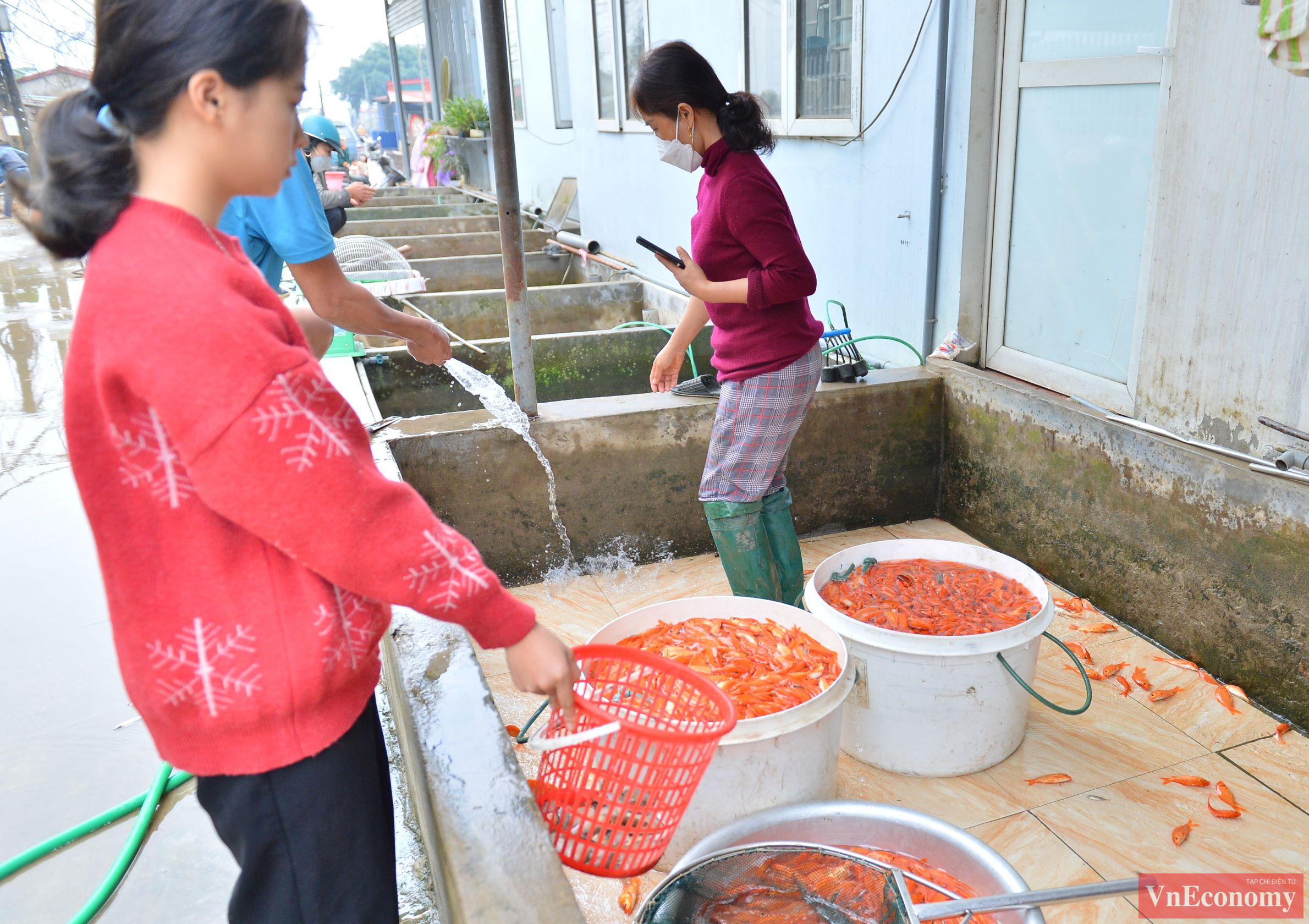 Đánh giá chung, vụ cá chép đỏ năm nay được giá và cung không đủ cầu, đã giúp cho nhiều hộ dân có thu nhập và xuất bán cá nhanh gọn. 