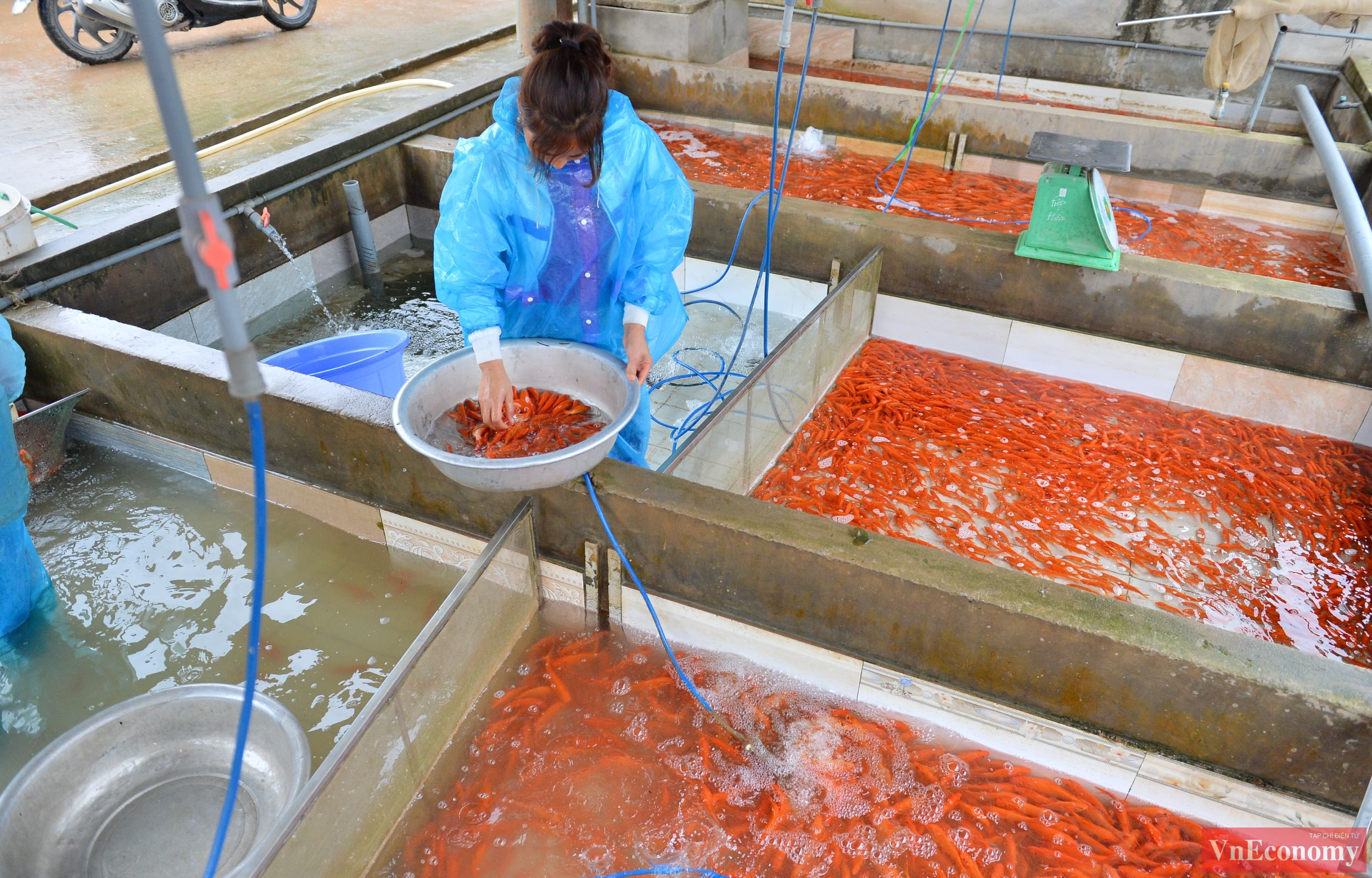 Những con c&aacute; sau khi được vớt khỏi đầm sẽ được l&agrave;m sạch, cho v&agrave;o bể sục rồi mới bắt v&agrave; c&acirc;n cho thương l&aacute;i.&nbsp;