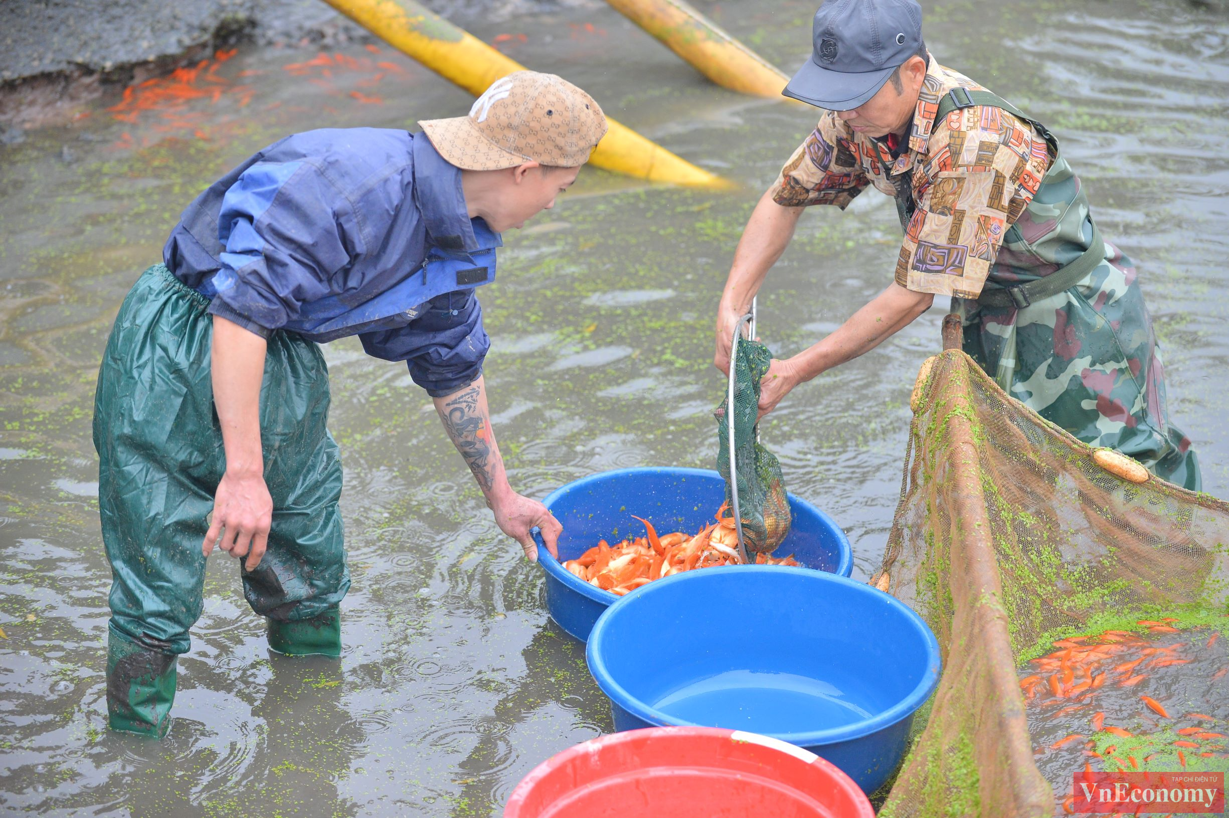 C&aacute; phải được chăm s&oacute;c cẩn thận, sao cho đến khi c&aacute; thu hoạch c&oacute; k&iacute;ch cỡ khoảng 3 ng&oacute;n tay l&agrave; vừa đẹp.